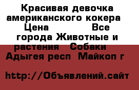 Красивая девочка американского кокера › Цена ­ 35 000 - Все города Животные и растения » Собаки   . Адыгея респ.,Майкоп г.